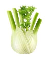 fenouil bulbe vert