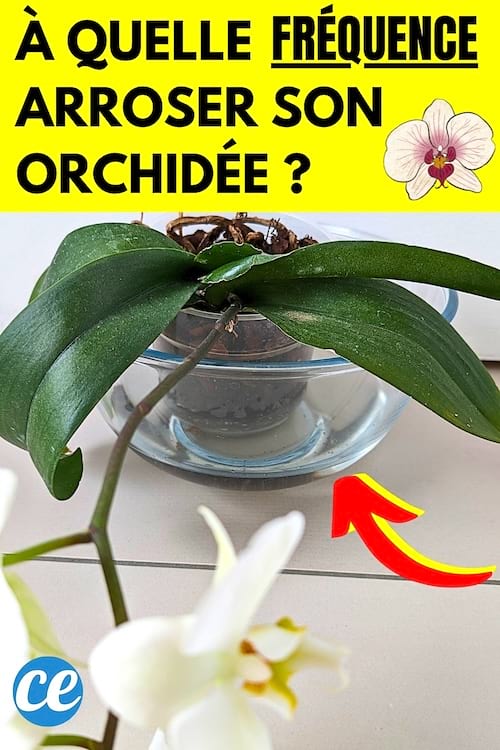 Une orchidée chez moi sur la table qui est arrosée tous les 10 jours