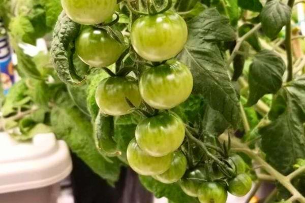 Tomates vertes grappe