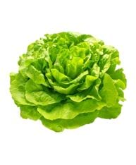 laitue frisée verte