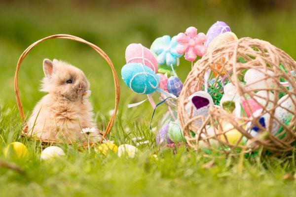Lapin à côté d'un panier rempli d'œufs de Pâques dans l'herbe.