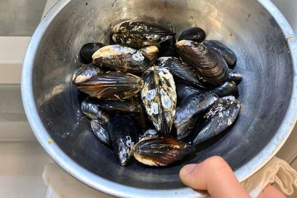 Des moules variées dans un bol métallique, tenues par une main.
