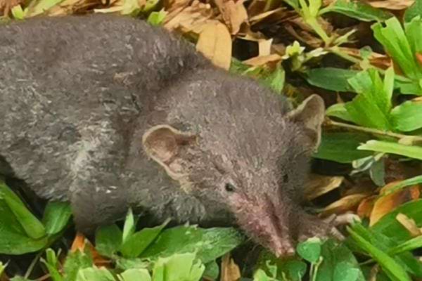 Gros plan sur une musaraigne dans l'herbe.