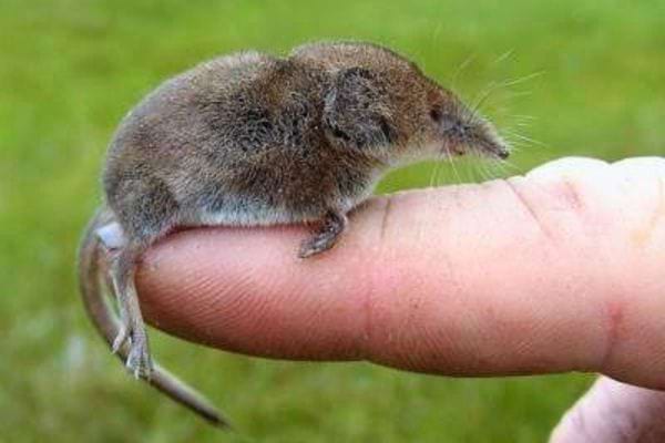 Musaraigne grise posée sur un doigt.
