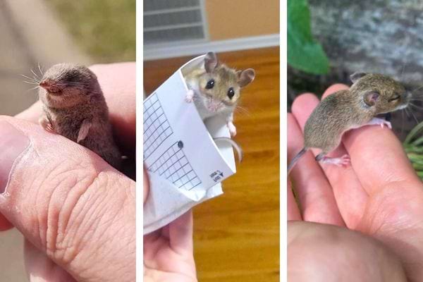 Trois musaraignes de différentes tailles sur des mains.