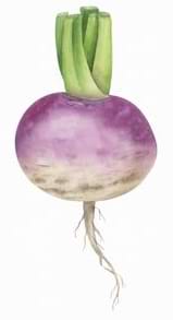 Un navet pourpre et blanc avec des feuilles vertes.