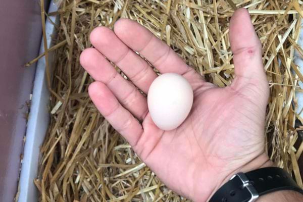 Un petit œuf blanc tenu dans une main avec des brins de paille en arrière-plan.