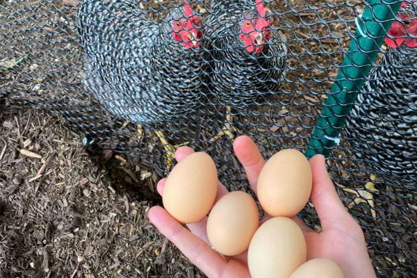 Une main tenant des œufs frais à côté d'une poule derrière un grillage.