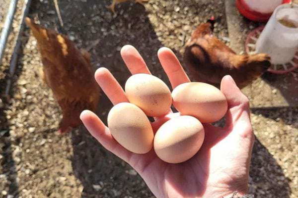 Une main exposant quatre œufs brun clair sous le soleil, avec des poules en arrière-plan.