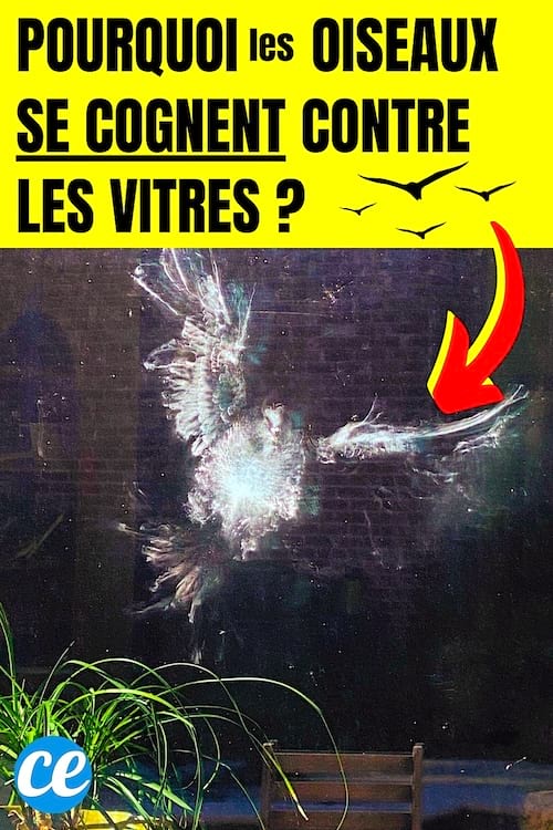 Un oiseau qui tape la vitre de ma maison et qui se fait mal