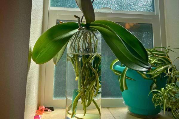 Grande orchidée dans un vase cylindrique transparent avec racines aériennes exposées à la lumière naturelle.