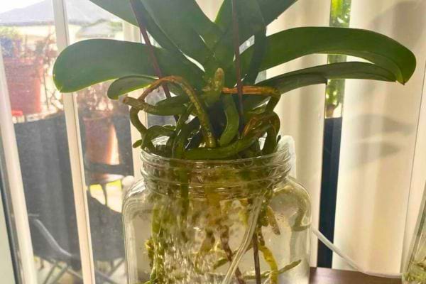 Orchidée aux racines partiellement submergées dans un vase rond transparent sur un rebord de fenêtre.