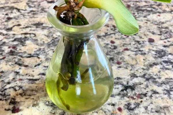 Petite orchidée dans un vase de laboratoire transparent avec eau au fond, posé sur un comptoir de cuisine.