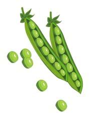 pois gousses ouvertes