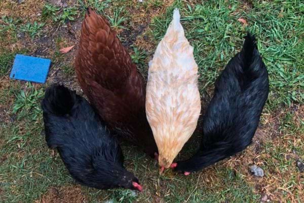 Trois poules, une noire, une rousse et une beige, picorant au sol.