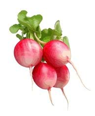 radis rose racines