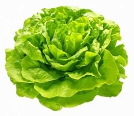 Une laitue verte aux feuilles frisées et volumineuses.