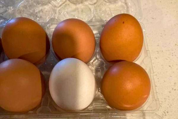 Six œufs dans un emballage plastique, un blanc.