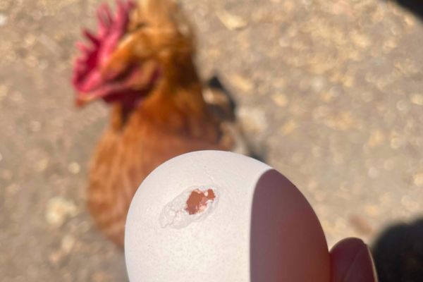 Pourquoi Mes Poules Mangent leurs Oeufs et Que Faire