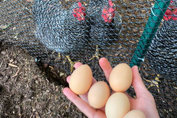 Comment éviter Que Les Poules Mangent Leurs œufs Pourquoi Mes Poules Mangent leurs Oeufs et Que Faire