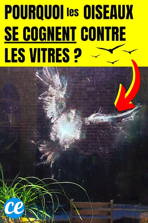 Pourquoi les Oiseaux Se Cognent Contre les Vitres et Comment Les Stopper