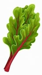 Une blette avec des feuilles vertes ondulées et une tige rouge.