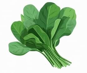 Un bouquet de feuilles d'épinard vert foncé.