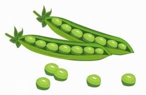 Des petits pois dans leur gousse verte ouverte.