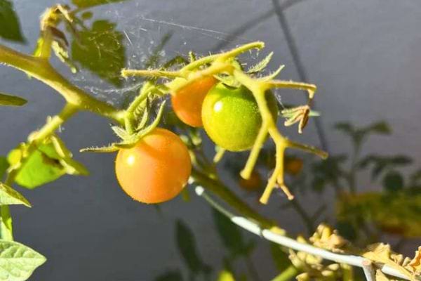 Tomates orange branche