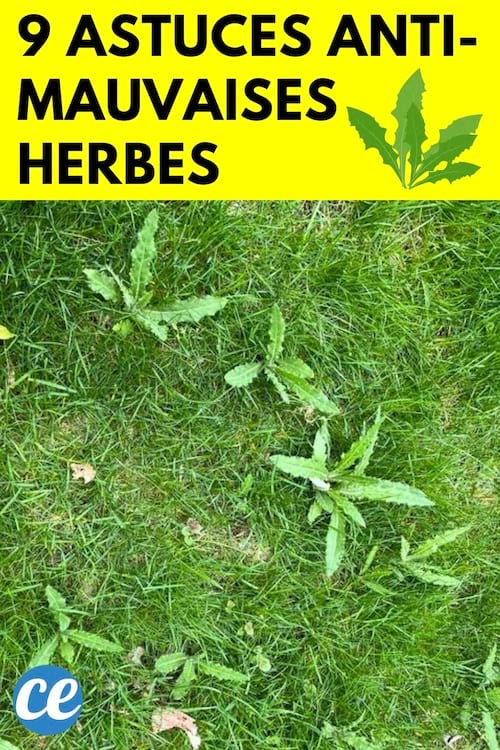 Mauvaises herbes jardin
