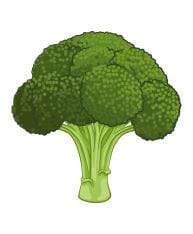 Brocoli vert frais.