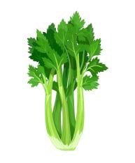 Céleri branche vert.