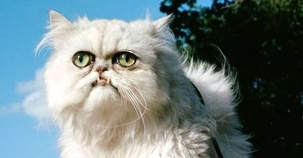 Chat blanc aux yeux verts, pelage fourni.