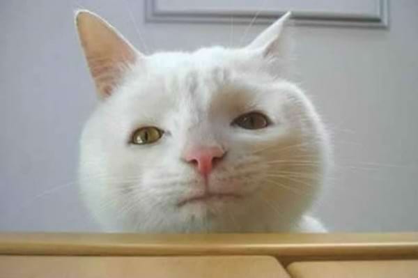 Un chat blanc avec un visage rond et des yeux jaunes.