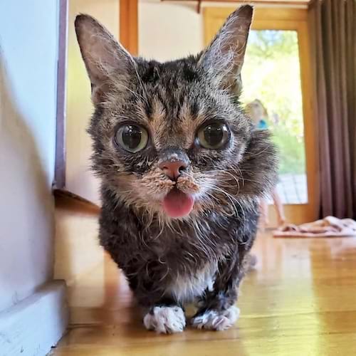 Chat brun, petit, langue dehors.