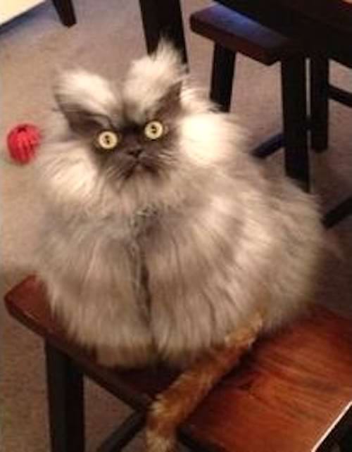 Chat gris, yeux jaunes, poil volumineux.