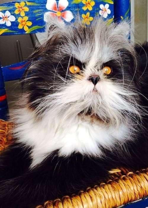 Chat gris et blanc, yeux jaunes, poil épais.