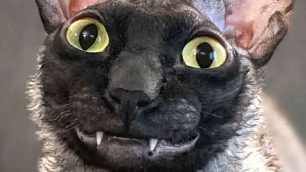 Chat noir, yeux jaunes, sans poil.