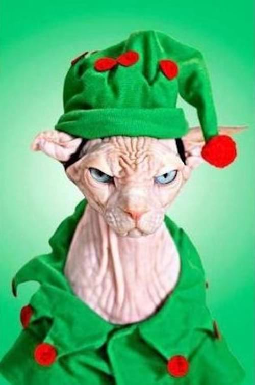 Un Sphynx déguisé en lutin de Noël, le visage plein d'expression sous un chapeau pointu.