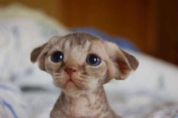 Chaton Devon Rex aux yeux bleus, regard innocent.
