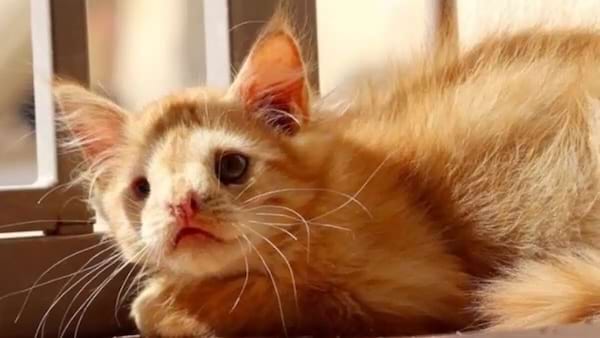 Chaton roux, regard doux.