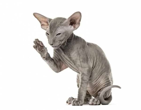 Un jeune Sphynx gris lève une patte, comme pour saluer, le regard fixe et curieux.