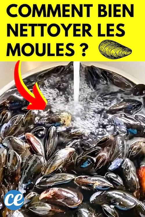 Comment Bien Nettoyer Les Moules ? L