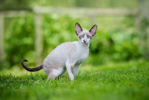 Un Cornish Rex blanc se promène curieusement dans un champ verdoyant.