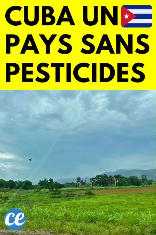 Un champ à Cuba 