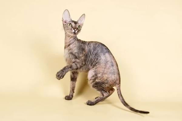 Un Devon Rex gris posant avec une élégance naturelle, regardant attentivement.