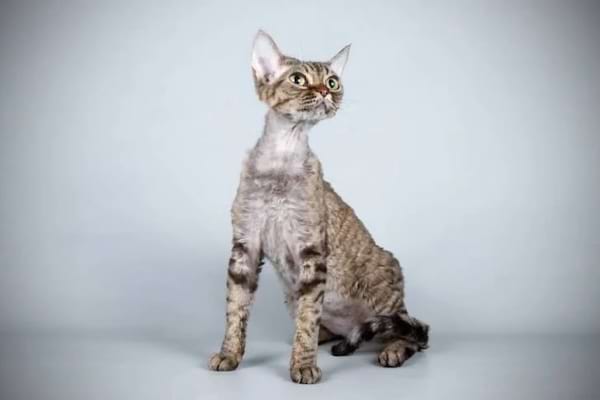 Un Devon Rex lève les yeux, captivant avec son regard intense et curieux.