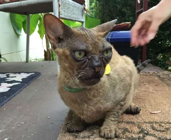 Un Devon Rex aux yeux vairons.