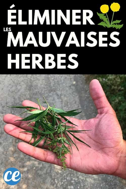 Mauvaises herbes dans un main