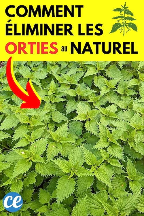 Plein d'orties dans un jardin qui vont être éliminées avec des désherbants